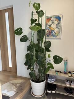 大型 モンステラ 観葉植物 （直接引渡しで値引き） - 2