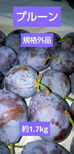 特価☆9/11 プルーン 規格外品　総重量1.7kgのサムネイル