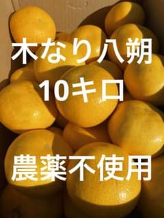 和歌山県産木なり八朔10266g農薬不使用のサムネイル