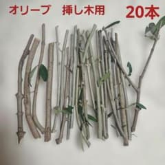 オリーブ切り枝 20本 挿し木用 挿し穂 - メルカリ