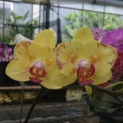希少品　胡蝶蘭　メリクロン変異　ラン　らんのサムネイル