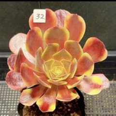 32#観葉植物アエオニウム錦❤️スーパーバン❤️1大頭1小頭4子芽14cm拨
