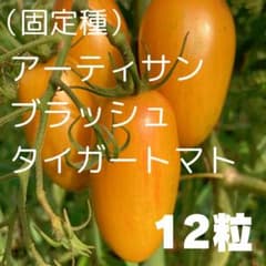 증량! (쓰가루산) 고정종 아티산 브러쉬 타이거 토마토 미니 토마토 12 알
