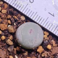 コノフィツム カルキュルス亜種 バンジリー - メルカリ