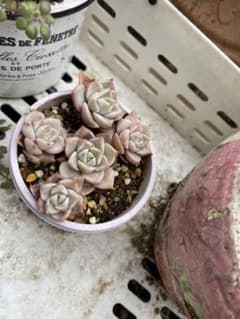 多肉植物 抜き苗 白牡丹のサムネイル