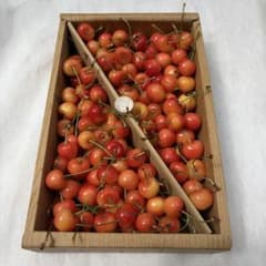 1-6 本日収穫　山形県産　さくらんぼ　1kg 紅秀峰　Mサイズ以上　訳あり品のサムネイル