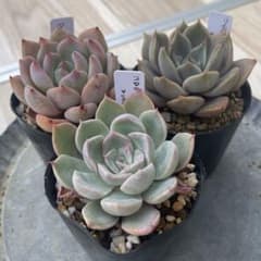 実生苗セット➁　エケベリア　多肉植物　実生苗 レア多肉植物10点アソートセット 2.5号【国内実生苗】の通販