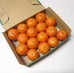 1.4kg / 16個 】屋久島 たんかん タンカン （S-02） - メルカリ
