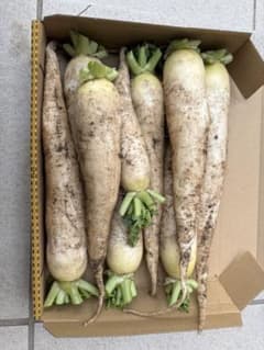 大根　9本のサムネイル