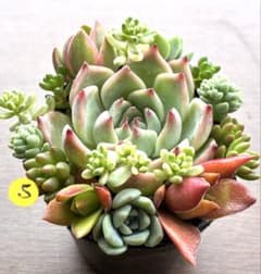 カット苗】多肉植物 ミニ寄せ植えセット⑤ - メルカリ