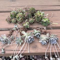 多肉植物 センペルビウム 子持ち蓮華 セットのサムネイル