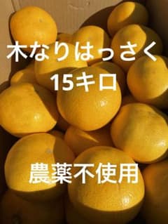 木なりはっさく大玉入り15キロ農薬不使用のサムネイル