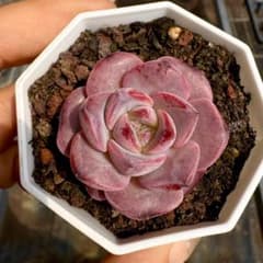 Top【選抜株】多肉植物　362173フェニックス テラス　70個　鉢無し/脱土 Top【選抜株】多肉植物 362173フェニックス テラス 70個 鉢無し/脱土