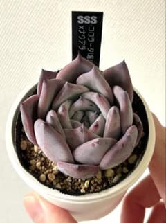 SSSさん苗 コロラータ(堀川)×ナウアラ ポットのままメルカリ便 札付き