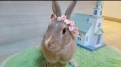 Lady様確認用画像のサムネイル