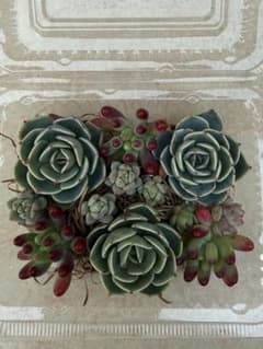 多肉植物✩.*˚七福神・乙女心・プロリフェラ カット苗のサムネイル