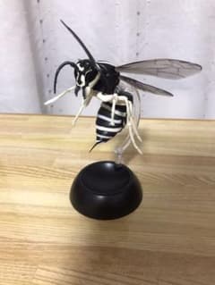 蜂ガチャ　クロスズメバチのサムネイル
