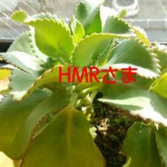 お客さま専用出品のサムネイル