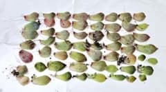 多肉植物　エケベリア韓国苗　 葉挿し50枚以上　全発根済　メルカリ便発送のサムネイル