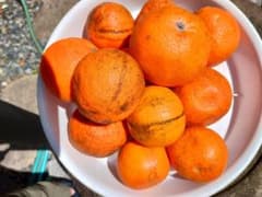 広島産いよかん自慢の甘い実（SSM10k箱込）約５５個入超お買い得品のサムネイル