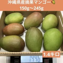 沖縄県産摘果マンゴー(80) 青マンゴーグリーンマンゴー - メルカリ
