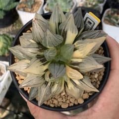 多肉植物 ハオルチア アトロフスカミュータント錦 大株 - メルカリ