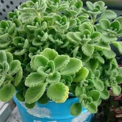 アロマティカス(全部)のサムネイル