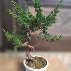 糸魚川真柏 盆栽 素材 捻転幹 - メルカリ