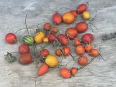 10/11撮影　蔓付きカラスウリ 30個程 採取品