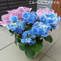紫陽花 アジサイ コンペイトウスマイル ピンク ブルー 2色植え 5号鉢