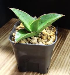 サンスベリア タワーブルー サンセベリア 仔株 希少 鉢ごと 10/31まで