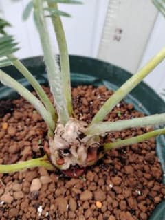 ディオーンエデュレ 6号ロングスリット鉢 - メルカリ