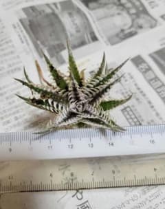 Dyckia 'Stealth Assassin'　ディッキアのサムネイル