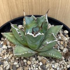 多肉植物 アガベ 黒鯨 セラアート平鉢 5号 - メルカリ
