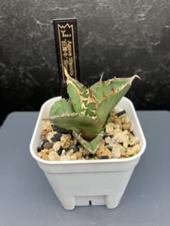アガベ チタノタ 白犀牛 トリケラトプス 子株のサムネイル