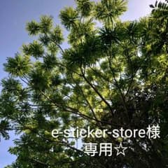 専用☆のサムネイル