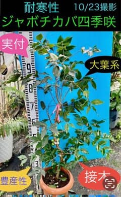 26ジャボチカバ　大葉四季なり　耐寒性　接木 26ジャボチカバ 大葉四季なり 耐寒性 接木 - メルカリ