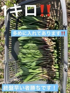 1キロアイヌネギ！行者にんにく！のサムネイル
