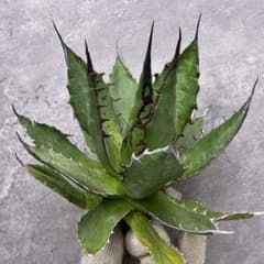 アガベ チタノタ ホリダ 長棘タイプ 超絶狂棘 特選株 - メルカリ