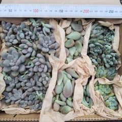 多肉植物 カット苗 3種＋葉挿し用の葉のサムネイル