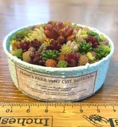 このまま発送 ペールブルーリメ缶 多肉植物寄せ植えのサムネイル