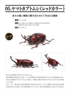 生き物大図鑑 ヤマトカブトムシ レッドカラーのサムネイル