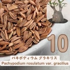 2026種子 10粒 象牙宮 パキポディウム グラキリス THE塊根植物 - メルカリ
