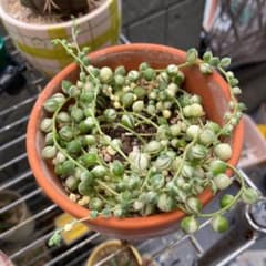 多肉植物　斑入りグリーンネックレスのサムネイル
