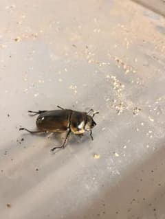 希少】ホロメタリクス チリクワガタ 標本 コガシラクワガタ セット