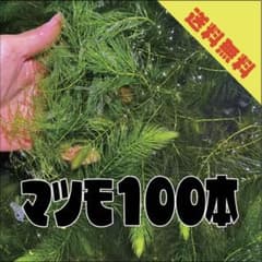 【送料無料】マツモ100本 15cm前後のサムネイル