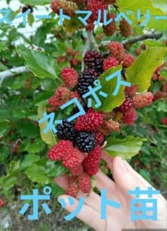 ⑥スイートマルベリー★桑★1苗★無農薬★大粒のサムネイル