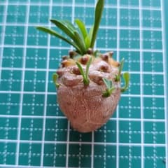 ユーフォルビア　峨眉山④のサムネイル