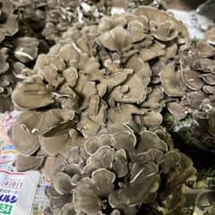 原木舞茸　岩手　2キロのサムネイル