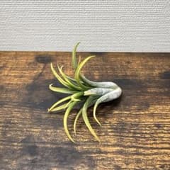イオナンタ ・白花 (アルビノ) (アルバ)チランジア　エアープランツ③のサムネイル